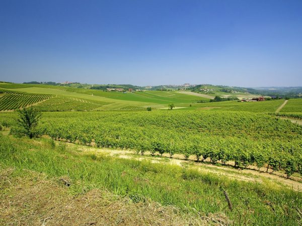 ACCORNERO | Producteur de vins italiens du Piémont