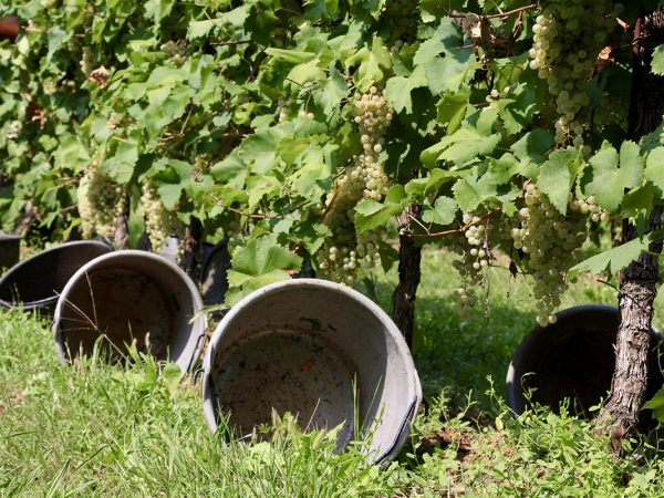BIANCAVIGNA | Producteur de vins italiens du Vénétie