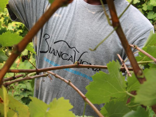 BIANCAVIGNA | Producteur de vins italiens du Vénétie