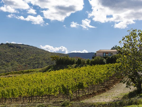 GRATTAMACCO | Producteur de vin de la région Toscane