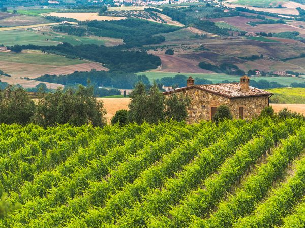 LA RASINA MONTALCINO | Producteur de vin de la région Toscane