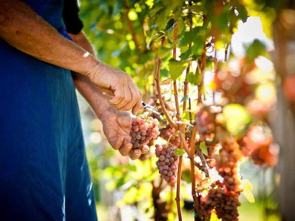 CANTINA TRAMIN | Producteur de vins italiens du Trentin-Haut-Adige