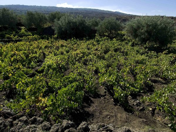 PIETRADOLCE | Producteur de vin de la région Sicile