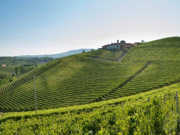 PIO CESARE | Producteur de vin de la région Piémont