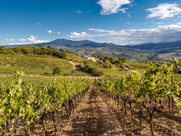 POGGIO DI SOTTO | Producteur de vin de la région Toscane
