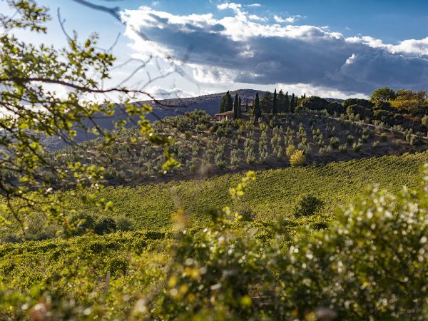 POGGIO DI SOTTO | Producteur de vin de la région Toscane