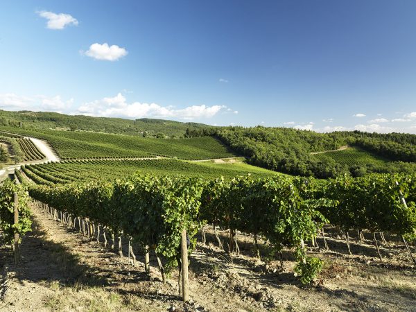 RUFFINO | Producteur de vin de la région Toscane