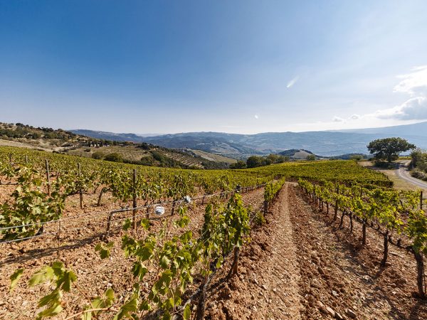 SAN GIORGIO | Producteur de vin de la région Toscane