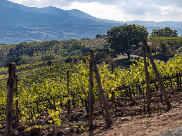 SAN GIORGIO | Producteur de vin de la région Toscane