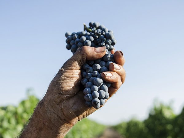 SAN MARZANO | Producteur de vin de la région Pouilles