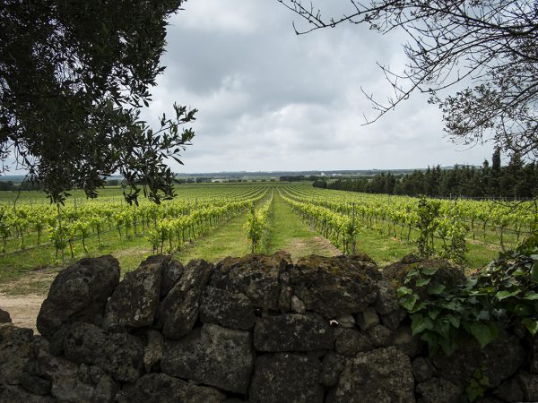 SAN MARZANO | Producteur de vin de la région Pouilles