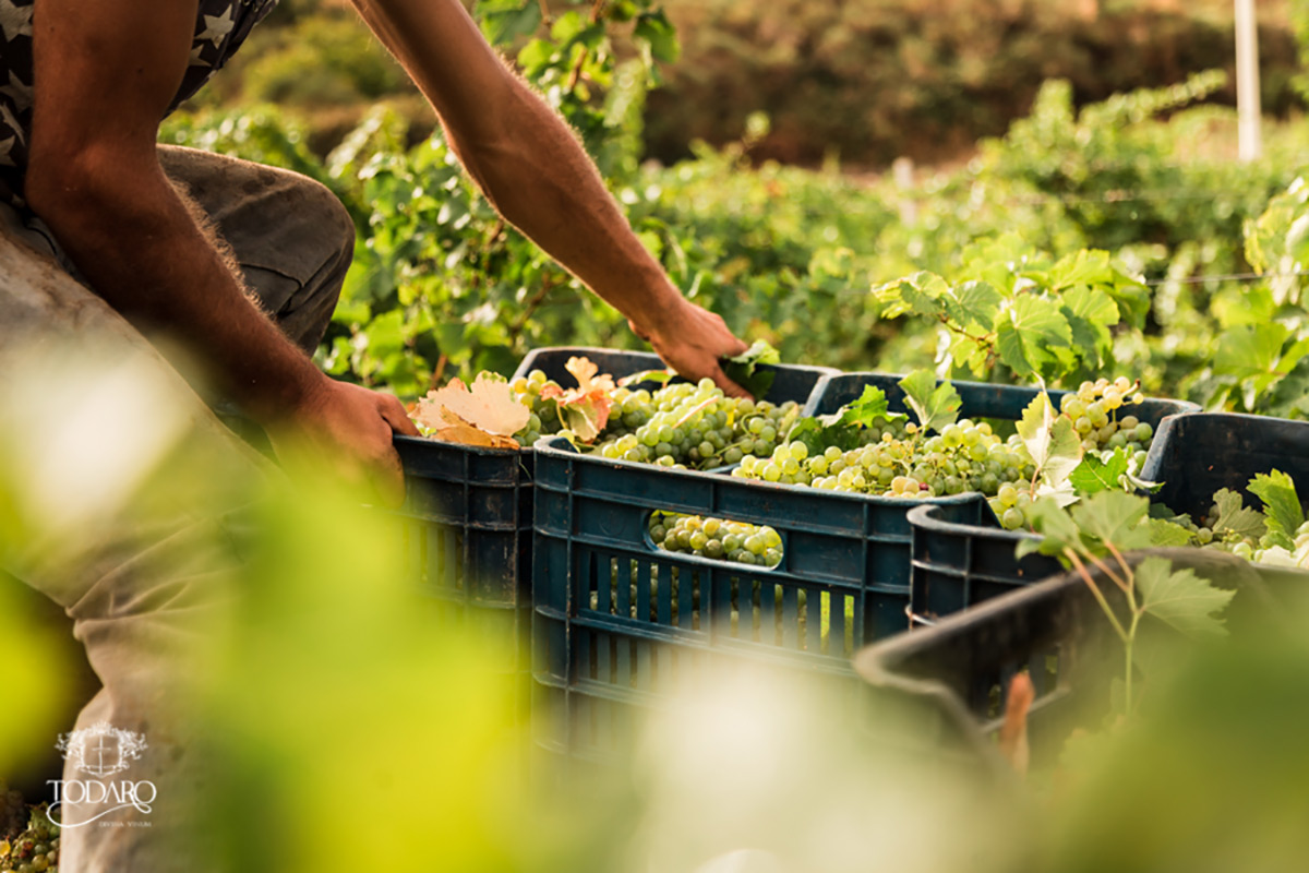 TODARO | Producteur de vin de la région Sicile