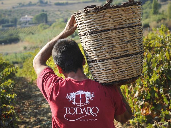 TODARO | Producteur de vin de la région Sicile