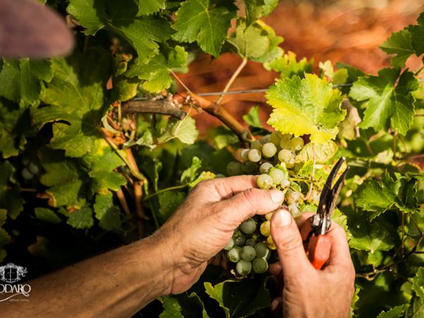 TODARO | Producteur de vin de la région Sicile