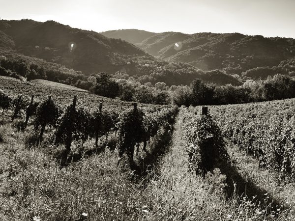 VINOSIA LUCIANO ERCOLINO | Producteur de vin de la région Campanie