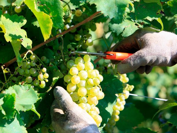CARPENÈ MALVOLTI | Producteur de vin de la région Vénétie
