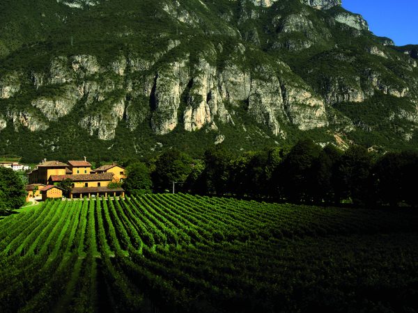 SAN LEONARDO | Producteur de vin de la région Trentin-Haut-Adige