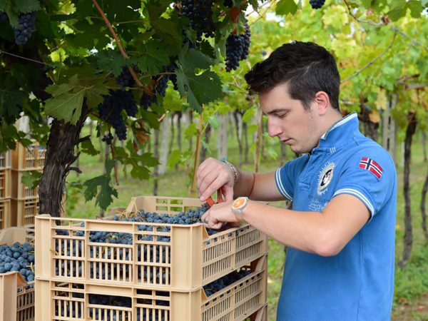 VENTURINI | Producteur de vin de la région Vénétie