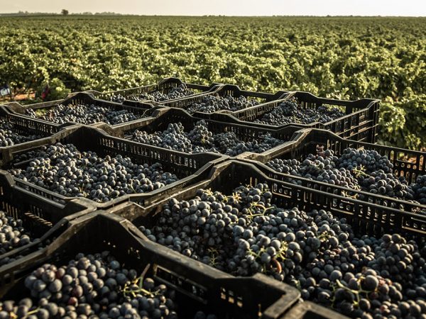 Conti Zecca | Pouilles | Producteur de vin et crus italiens