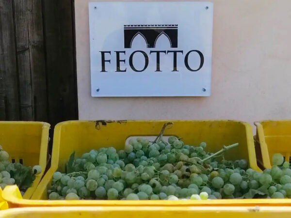 FEOTTO | Sicile | Producteur de vin et crus italiens