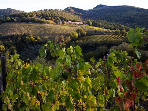 Riecine | Toscane | Producteur de vin et crus italiens