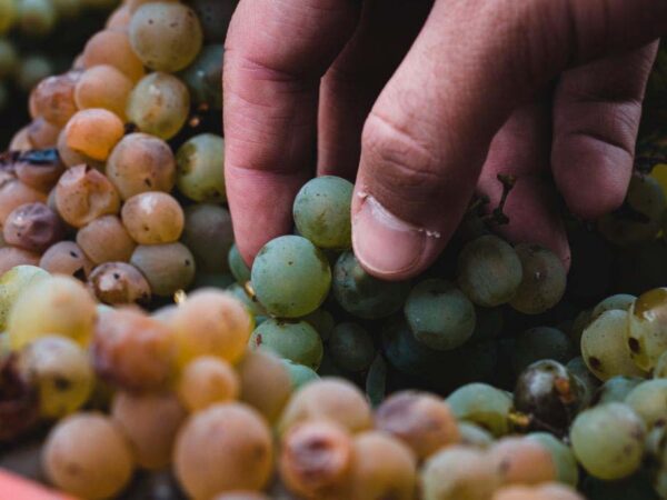 Tenuta Ferrata | Sicile | Producteur de vin et crus italiens