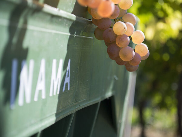 Inama produteur de vin en Italie région Vénitie