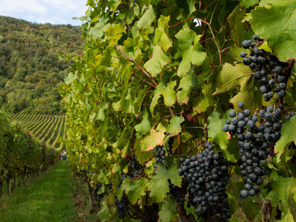 Inama produteur de vin en Italie région Vénitie