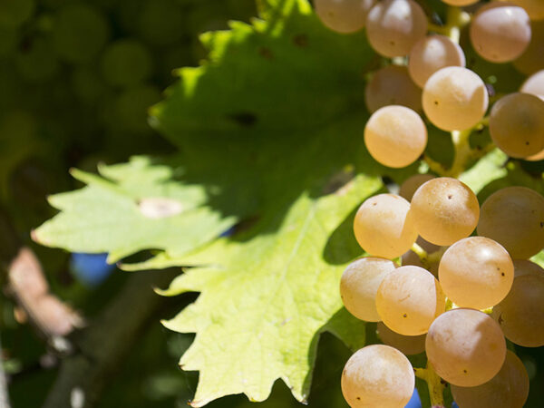 Inama produteur de vin en Italie région Vénitie