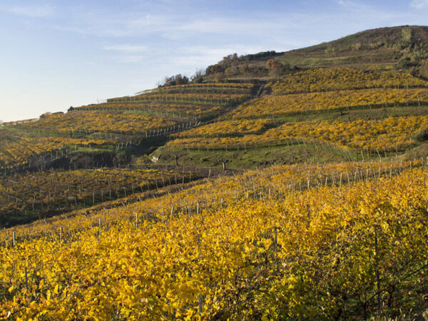 Inama produteur de vin en Italie région Vénitie