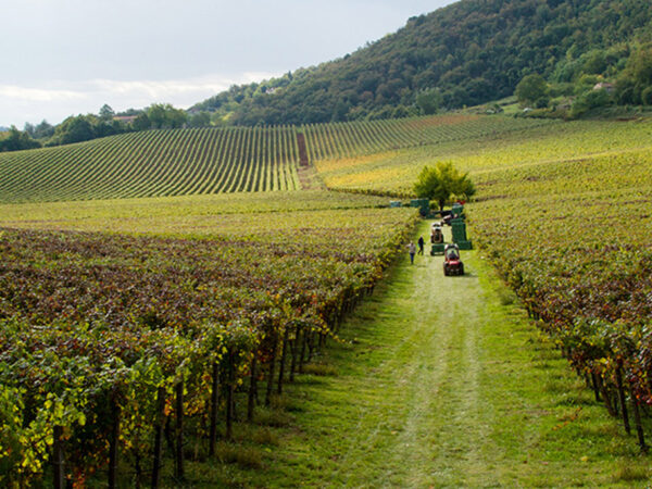 Inama produteur de vin en Italie région Vénitie