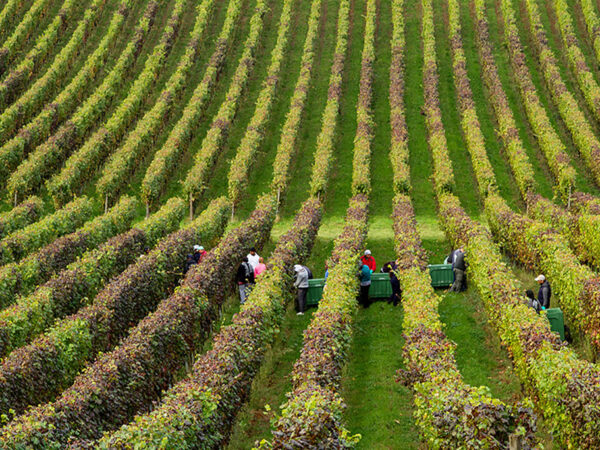 Inama produteur de vin en Italie région Vénitie