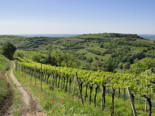 Inama produteur de vin en Italie région Vénitie