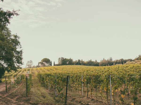 COTARELLA producteur de vin de la région Latium
