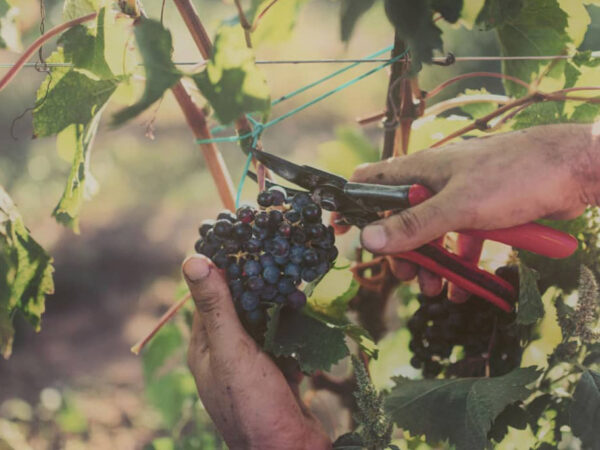COTARELLA producteur de vin de la région Latium