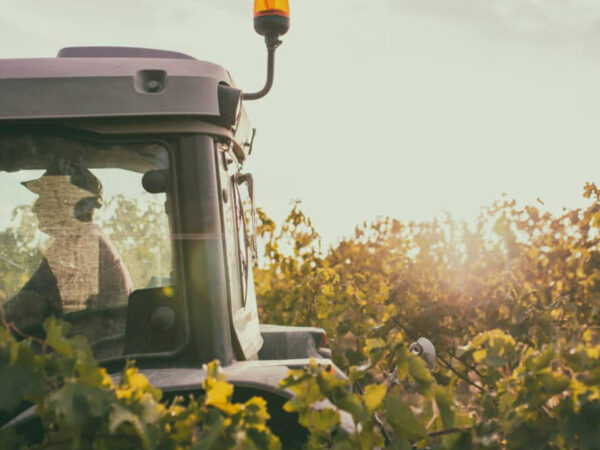 COTARELLA producteur de vin de la région Latium