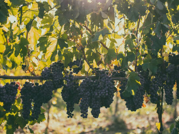 COTARELLA producteur de vin de la région Latium