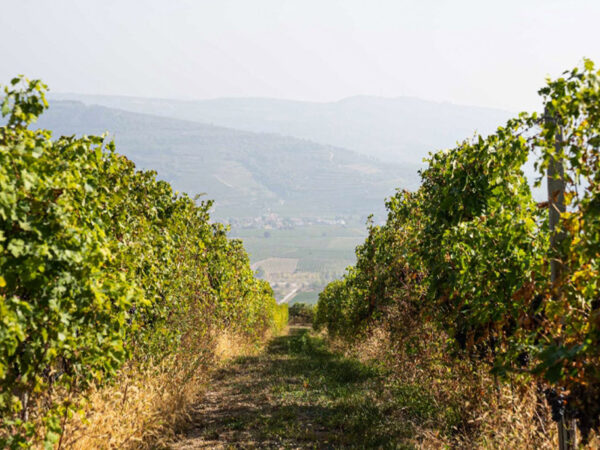 La Guaite di Noemi, vignoble en Vénitie