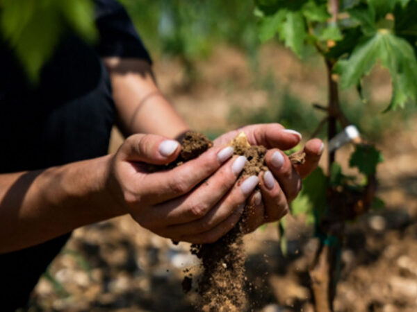 La Guaite di Noemi, vignoble en Vénitie
