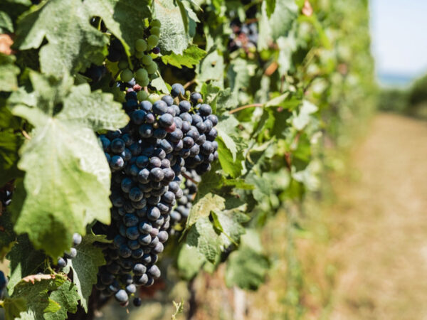 La Guaite di Noemi, vignoble en Vénitie
