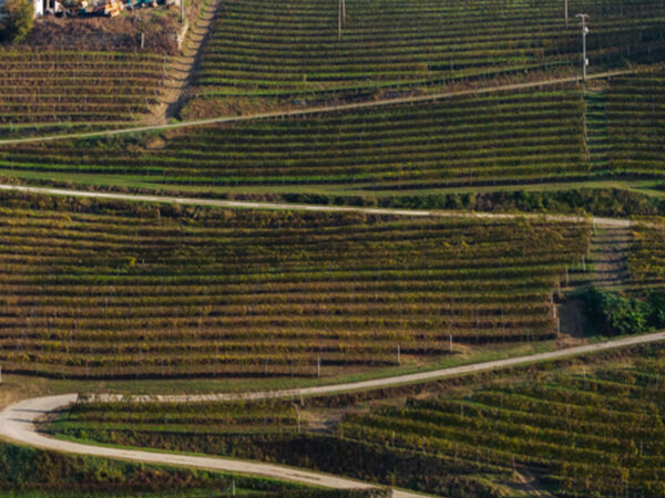 MAURO MOLINO producteur de vin italien dans la région Piémont MAURO MOLINO producteur de vin italien dans la région Piémont