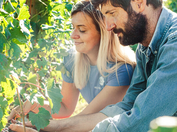 MAURO MOLINO producteur de vin italien dans la région Piémont MAURO MOLINO producteur de vin italien dans la région Piémont